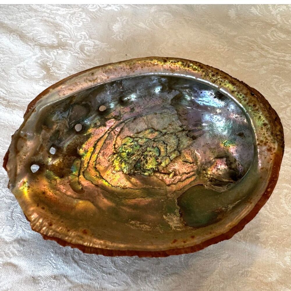 Beautiful large size Abalone shell green inside